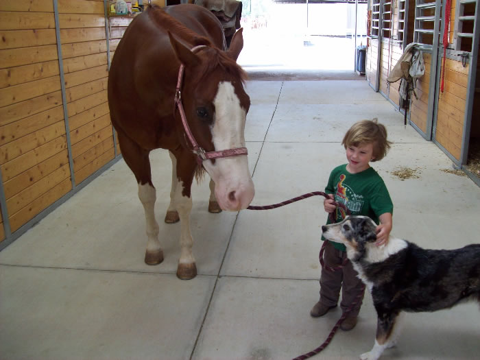 Custom Equine Design